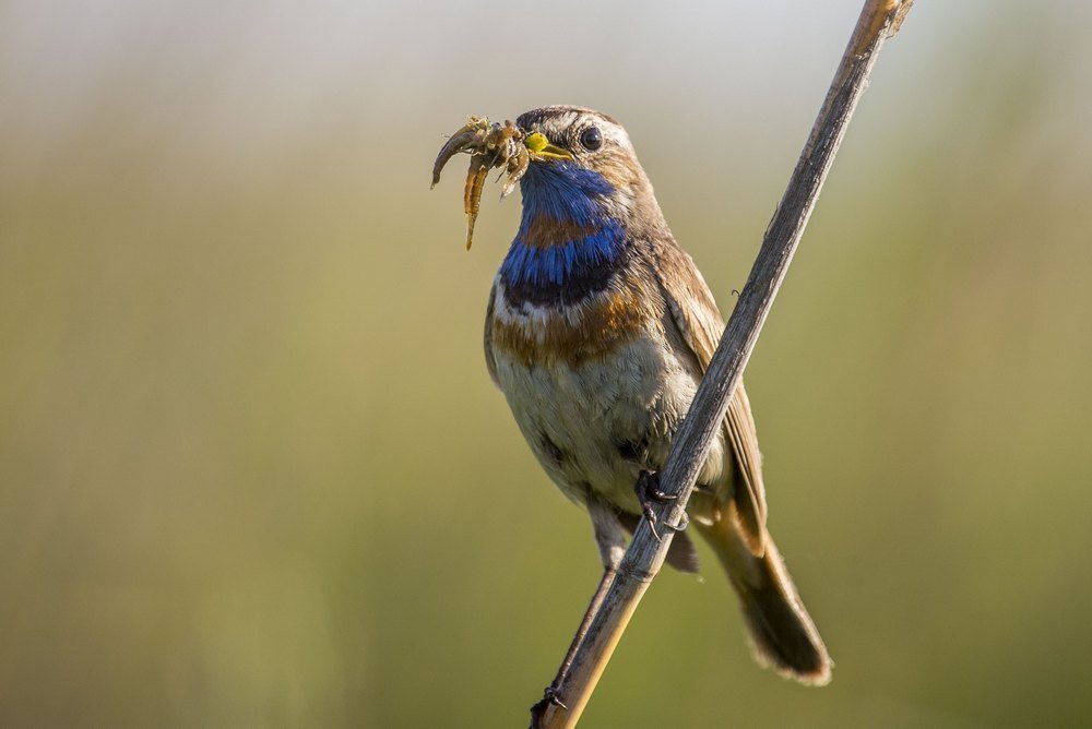 Варакушка самец