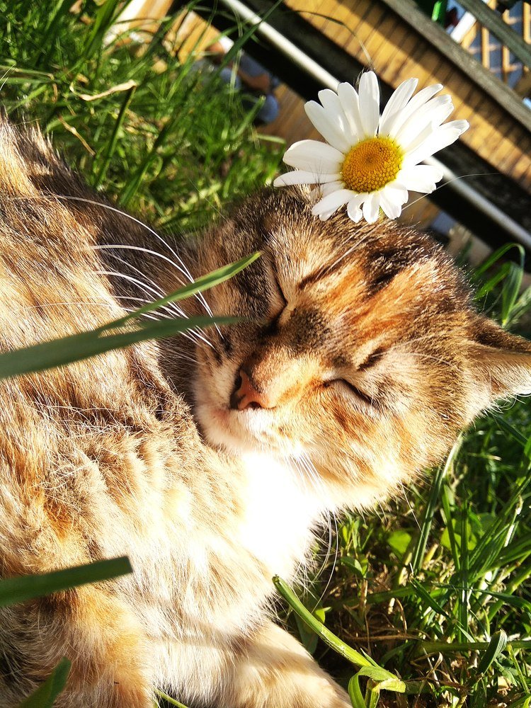 Кошка~