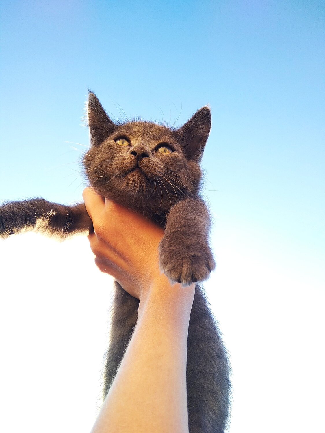 Кошка~