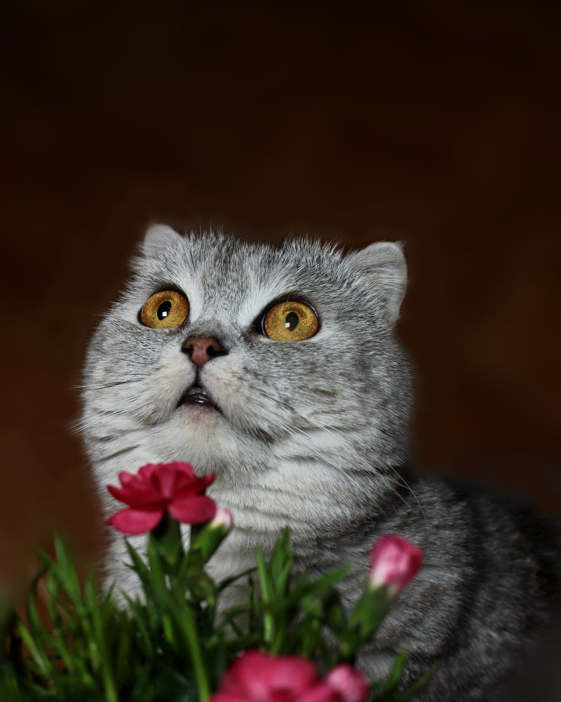 день рождения