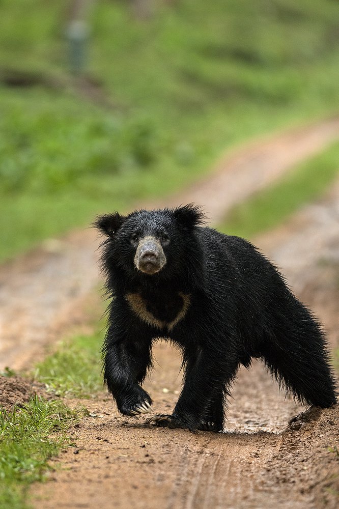 Head on Encounter...