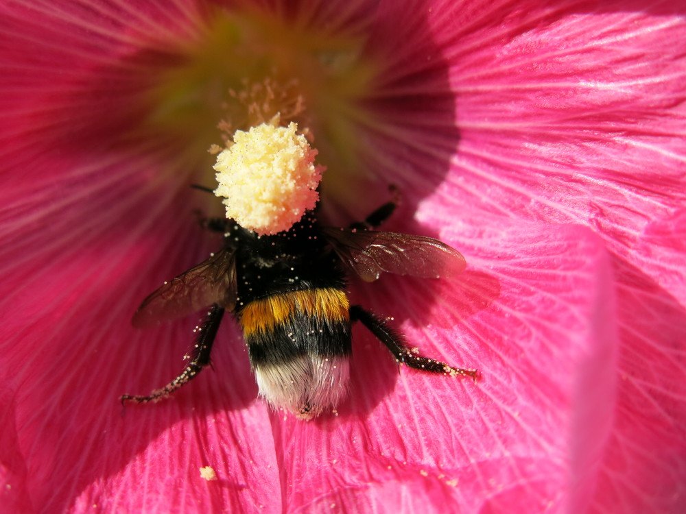 Модный шмель.