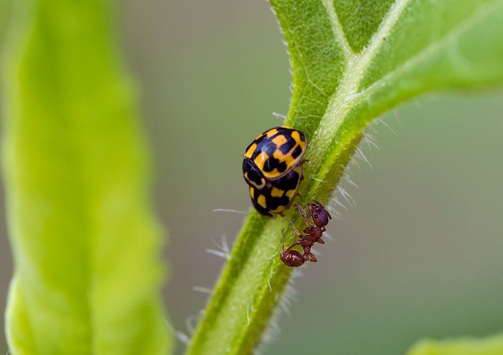 А что это вы тут делаете?