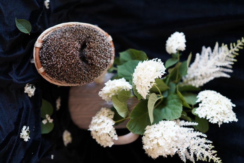hedgehog