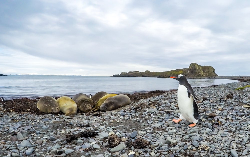 Penguin and the sleeping giants