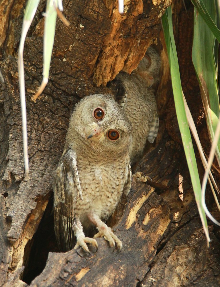 Indian scops owl juvenile little angle.