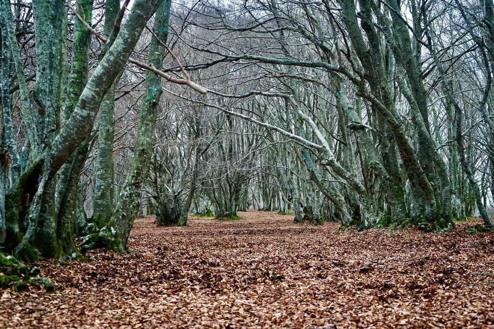 Заповедник Монти-Канфаито осенью