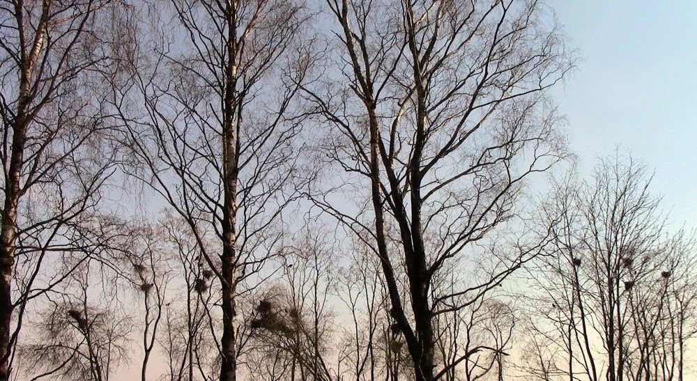 Грачи прилетели.