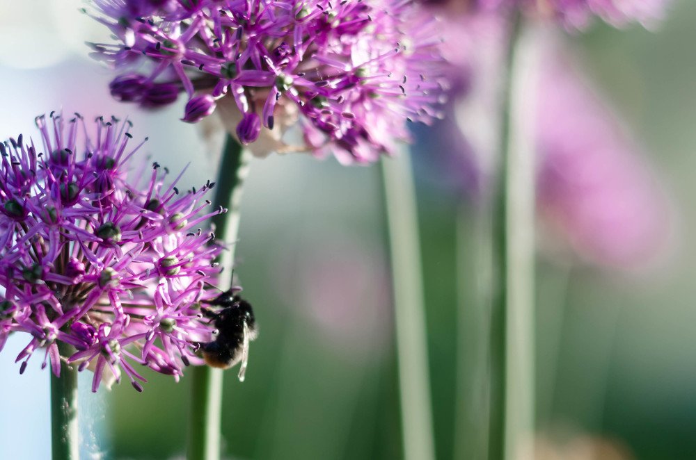 Запах весны