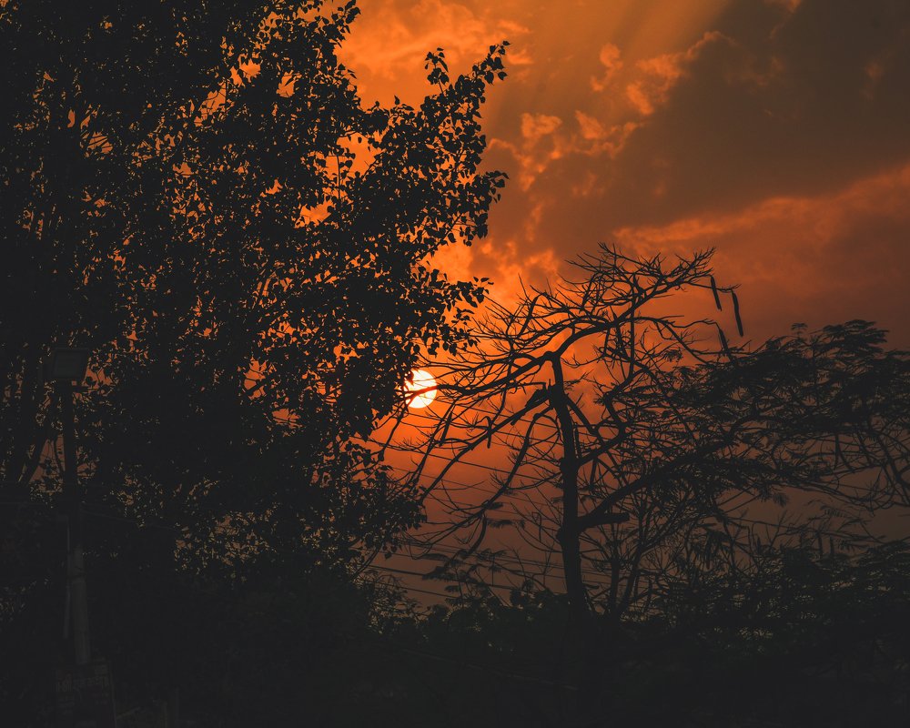Sunset through the Trees