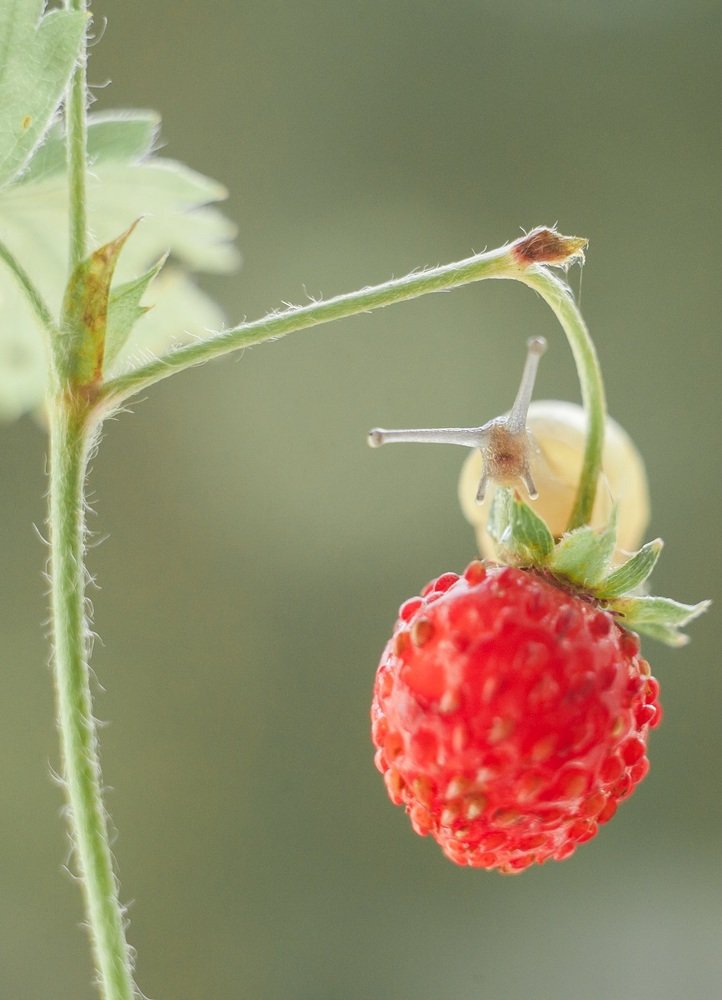 Земляничка