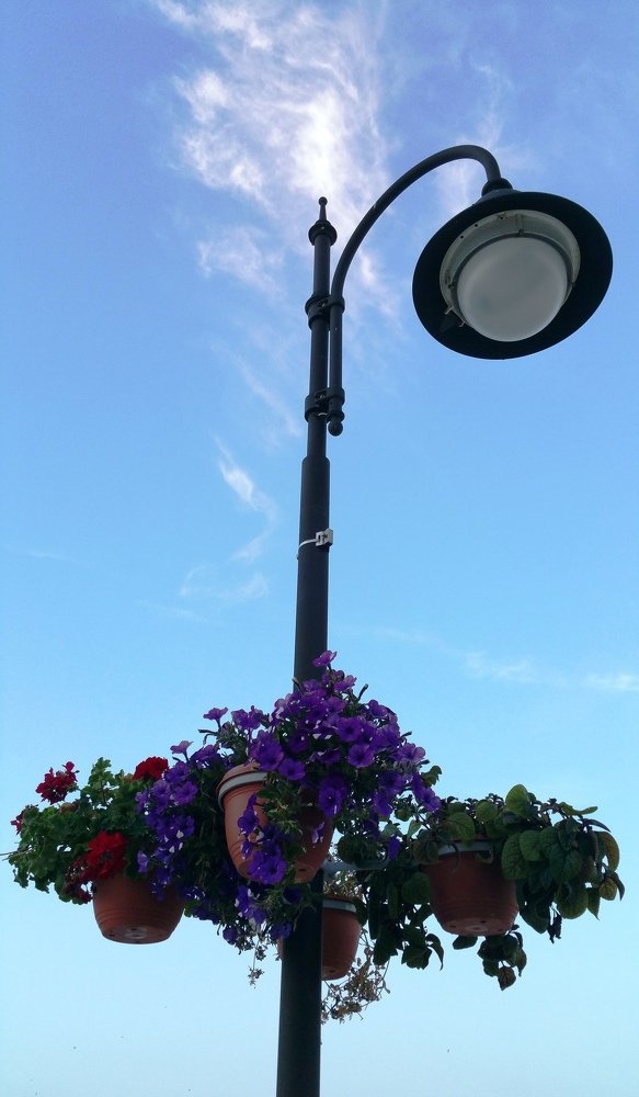 flowers