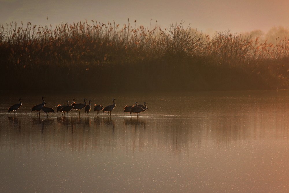 Cranes at sunrise