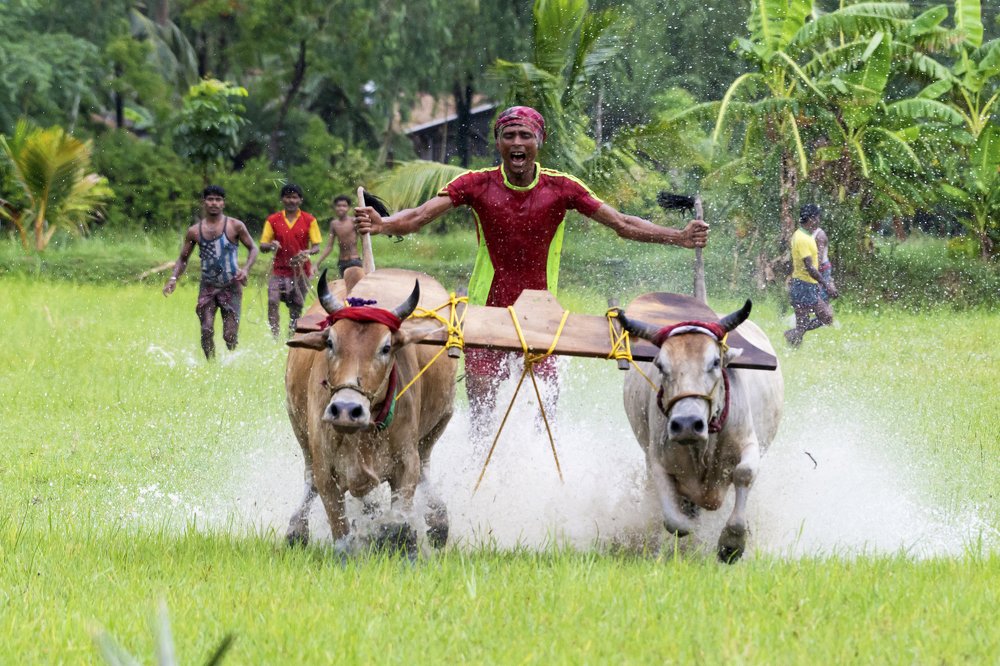 MOICHARA BULL RACE