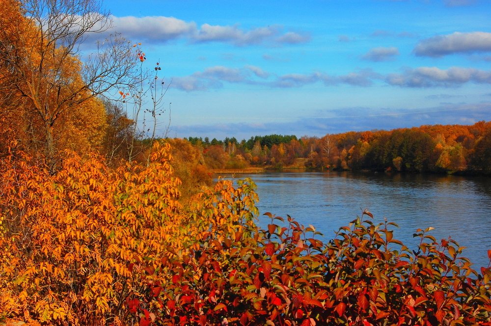 В багрец и золото одетые леса