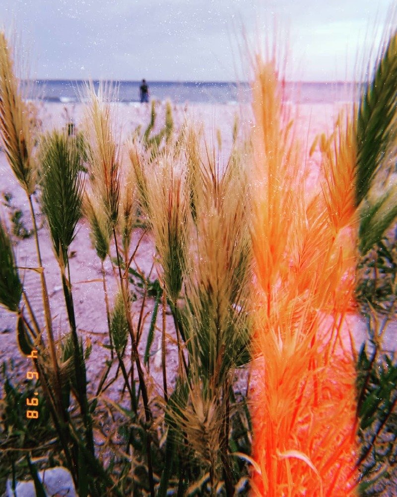 Колос жизни