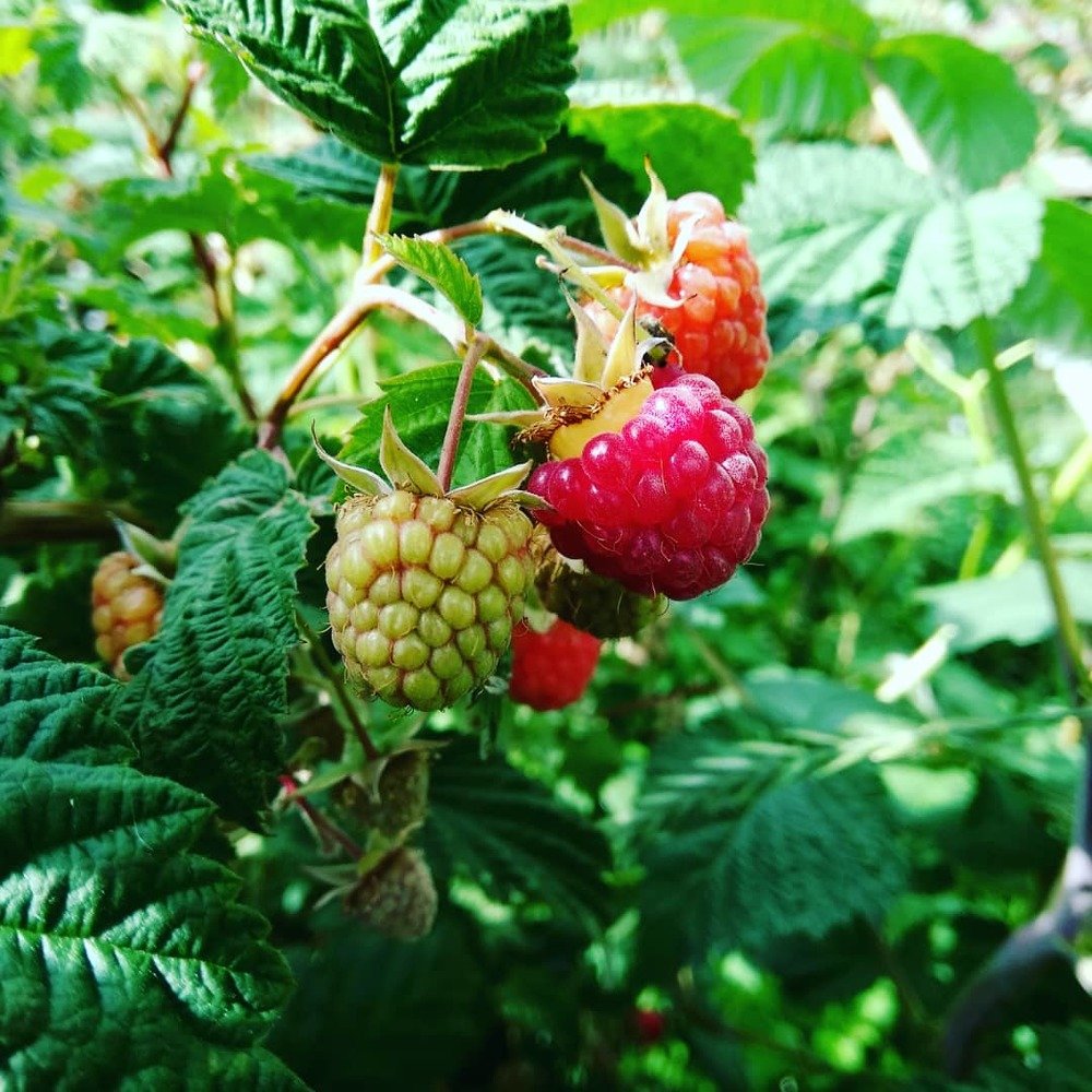 Дачная малина