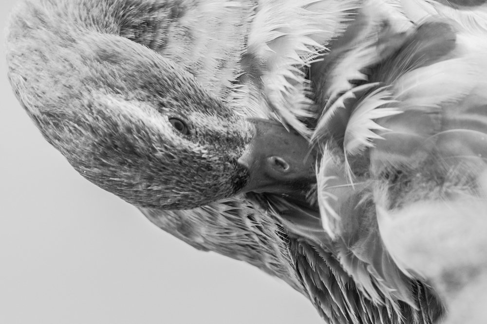 PREENING