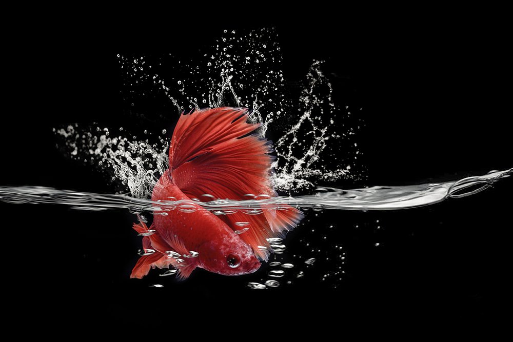 the red betta fish