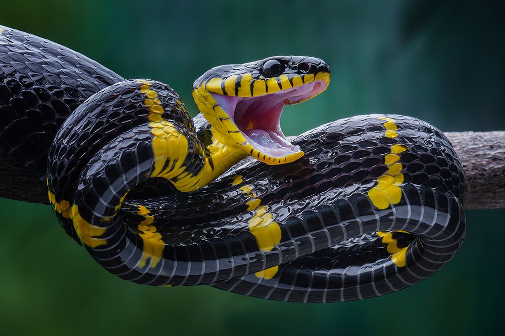 the golden ring snake