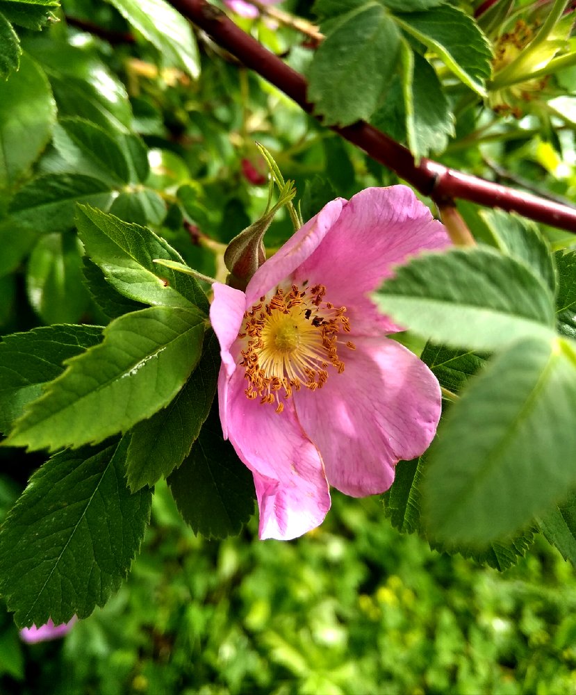 дачная романтика. лето 2019