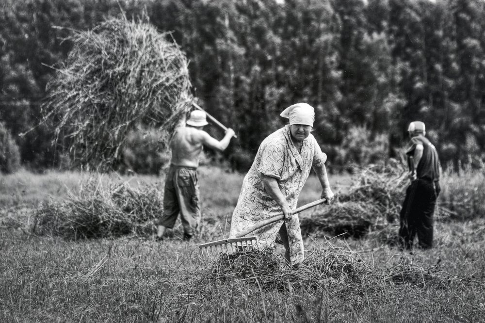 уборка урожая*