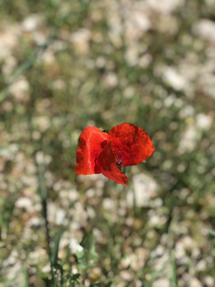 Red flower