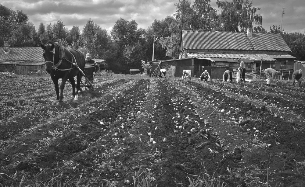 сбор картофеля*