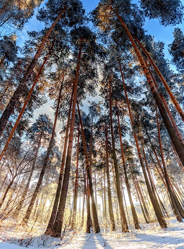 Морозное утро