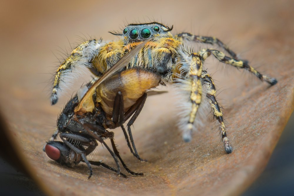jumping spider and prey