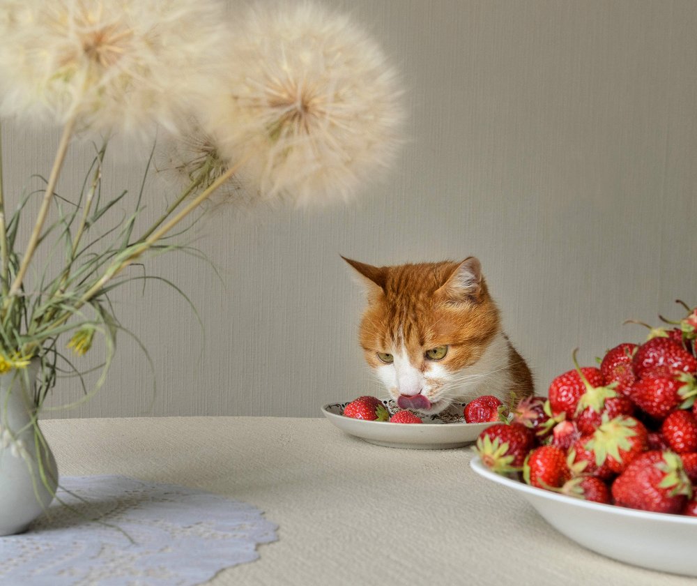 Сладкоежка.