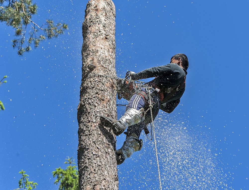 Пилят сосну...