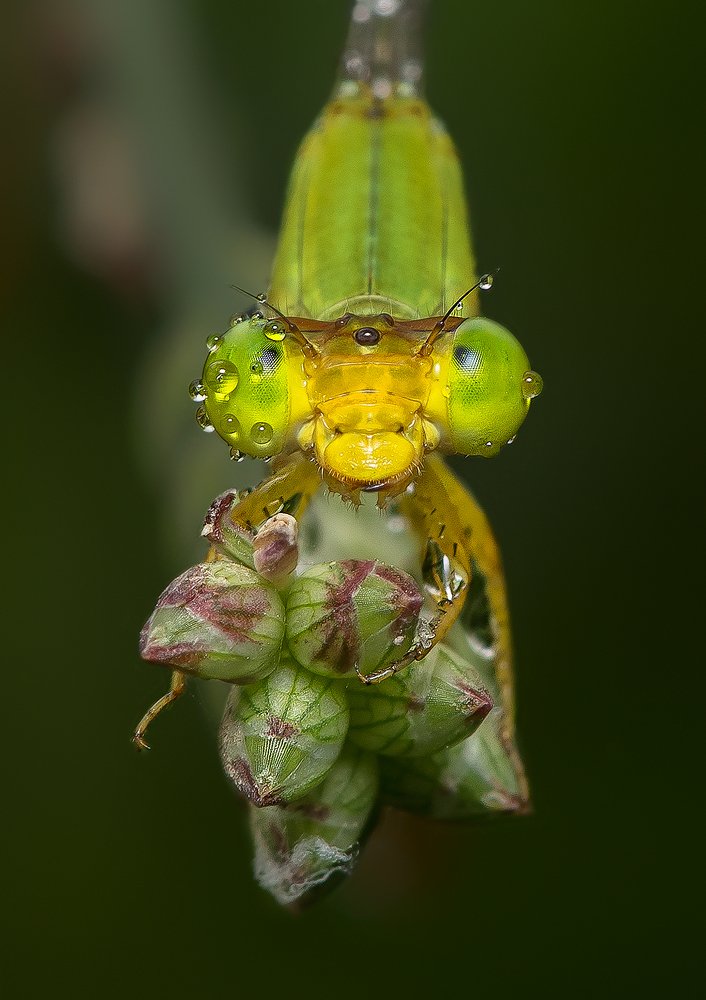 Eyes of a Dragonfly