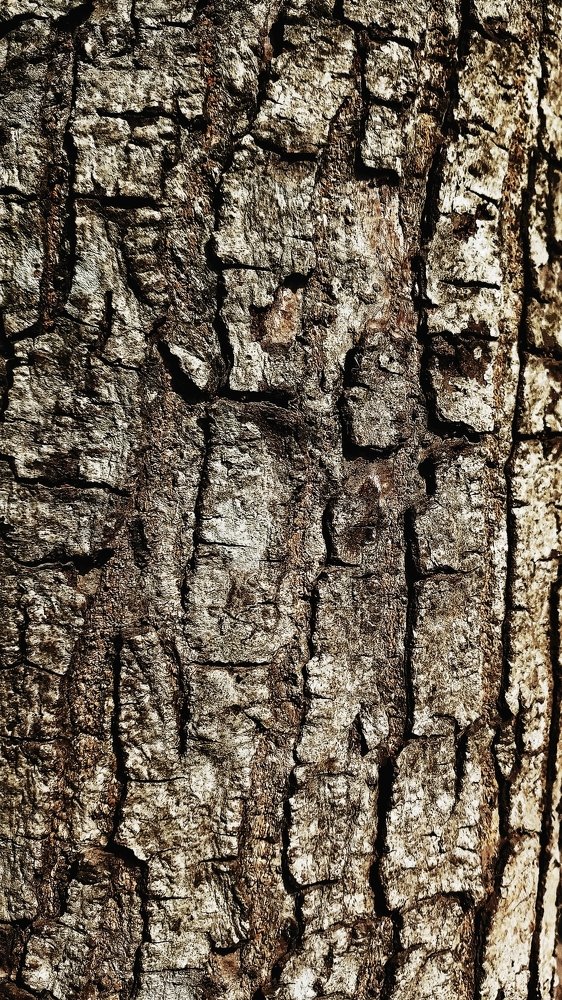 The Bark