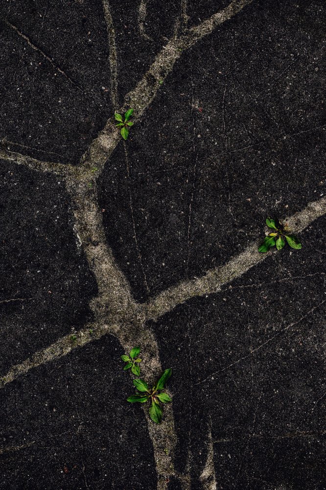 Абстрактное древо