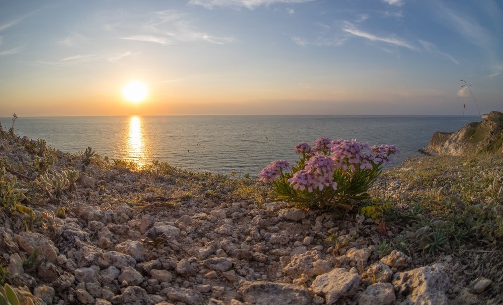 Иберис крымский