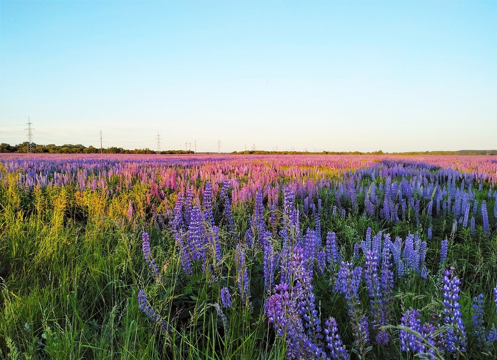 Калининградское лето