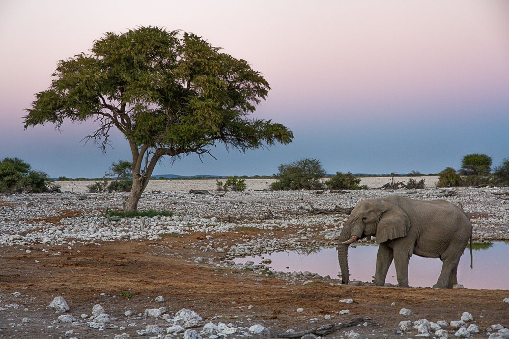 Рассвет на водопое