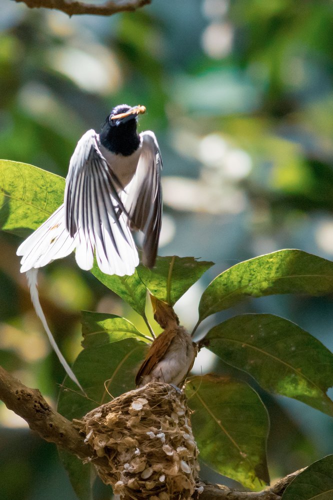 Indian Paradise Flycatcher
