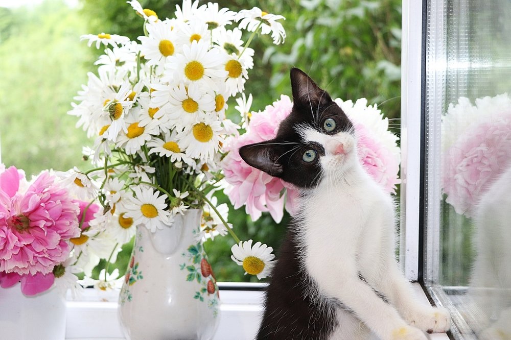 Кот Матвей с цветами