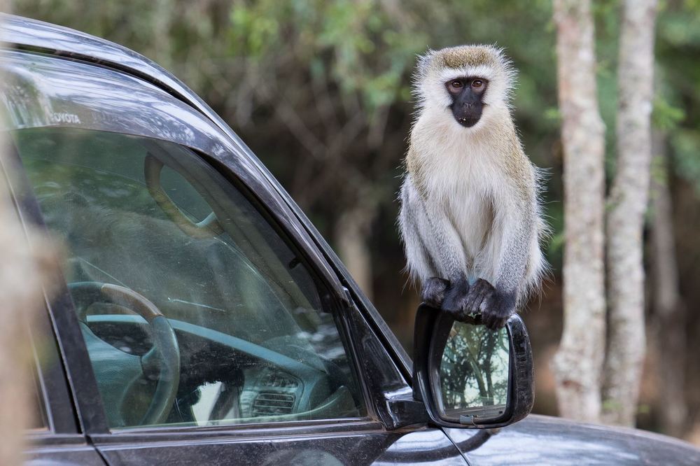 The Monkey on the Car
