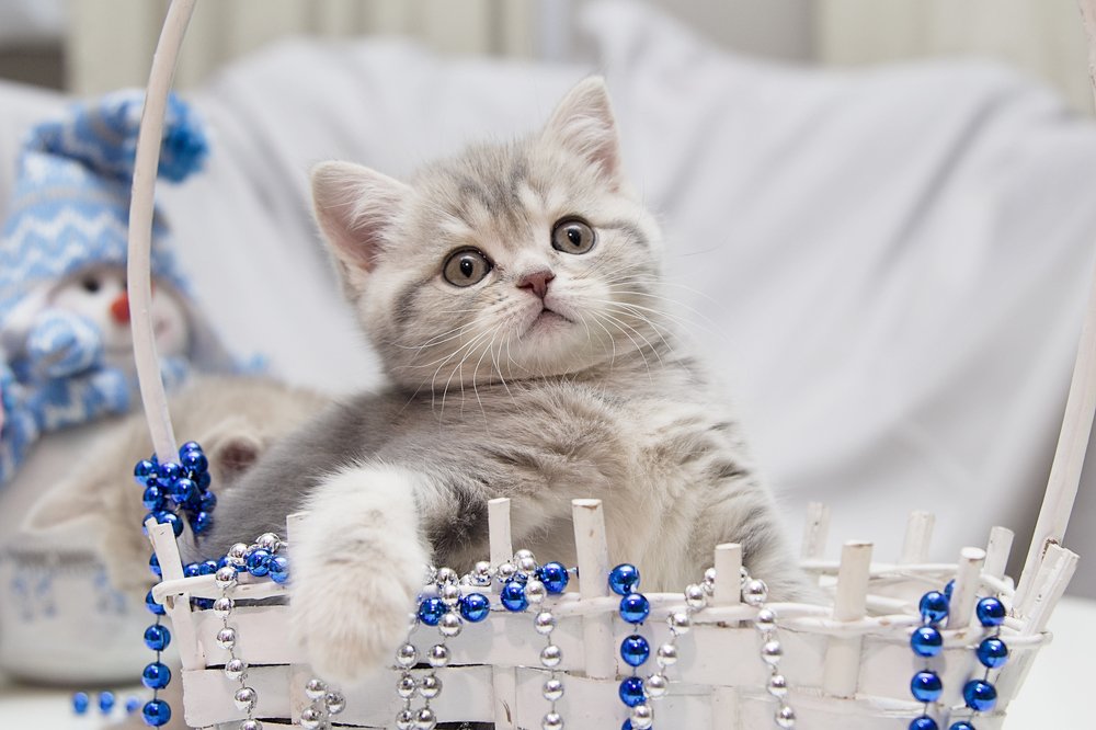 Новогодний натюрморт