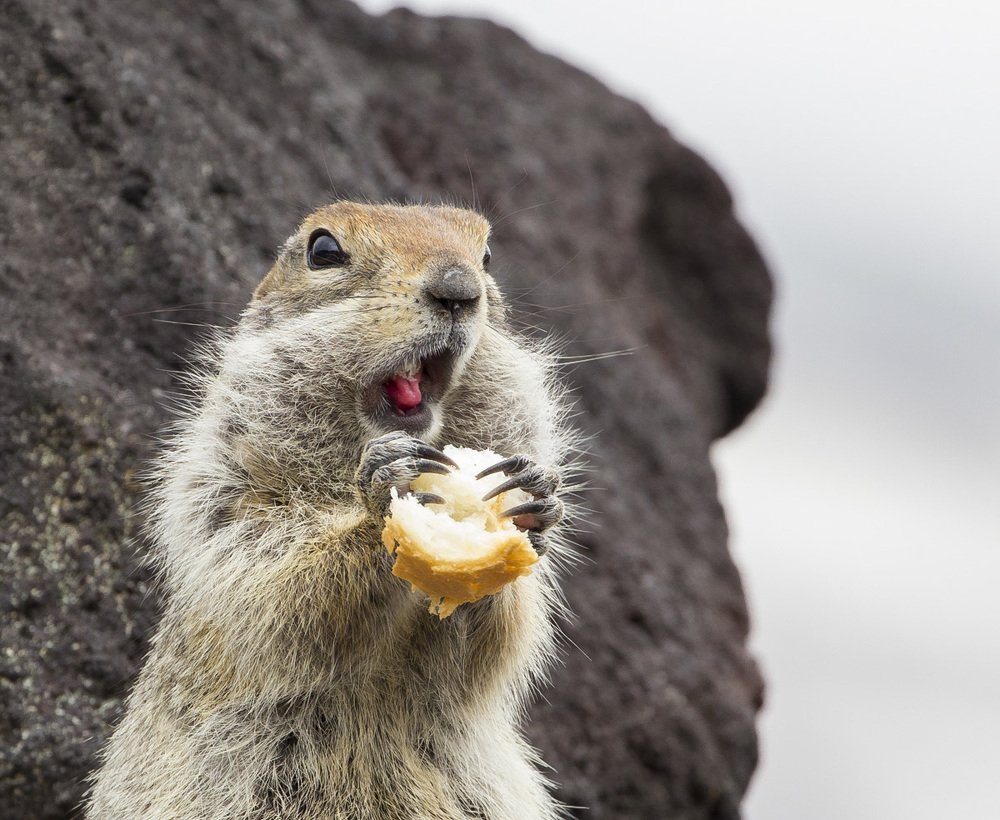 Еврашкин хлеб.