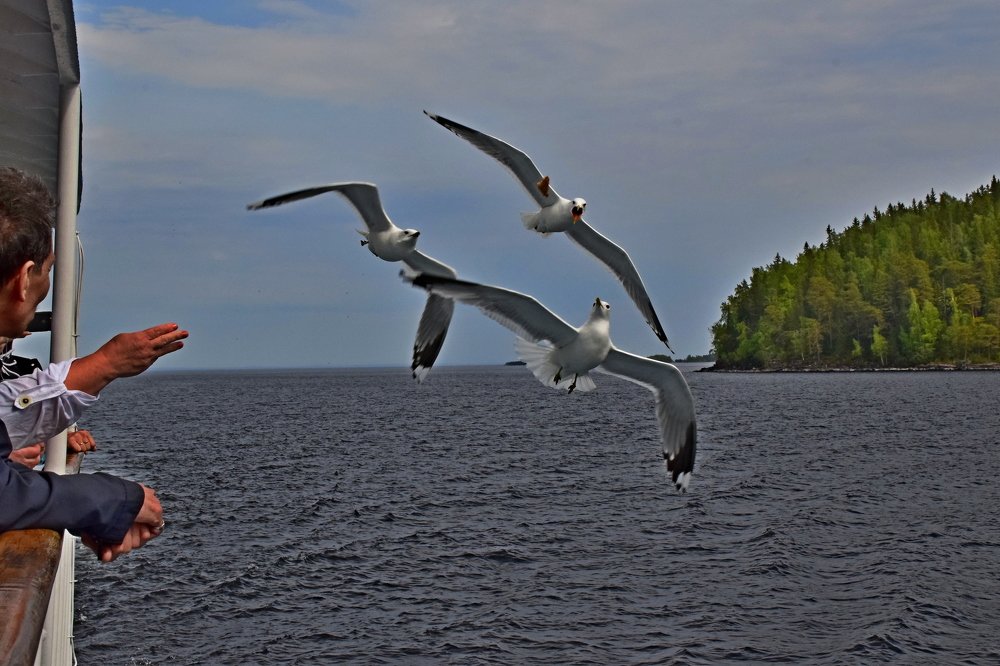 Кормление чаек