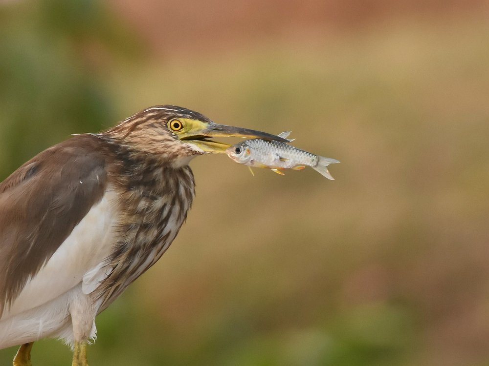 Heron with catch
