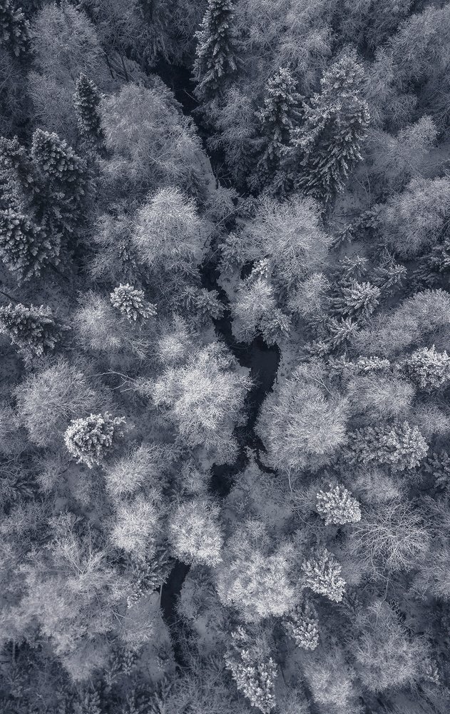 Черноводная змейка