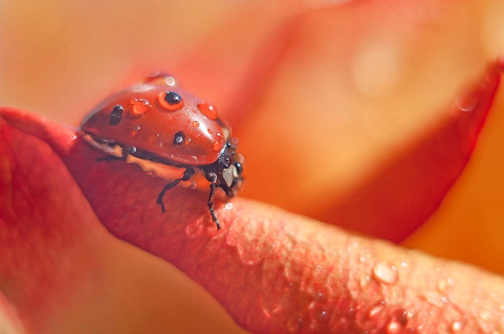 Photograph by Олеся