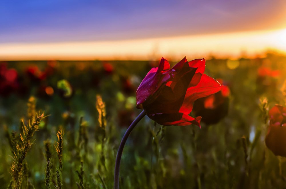 Закат на тюльпановом поле. Калмыкия