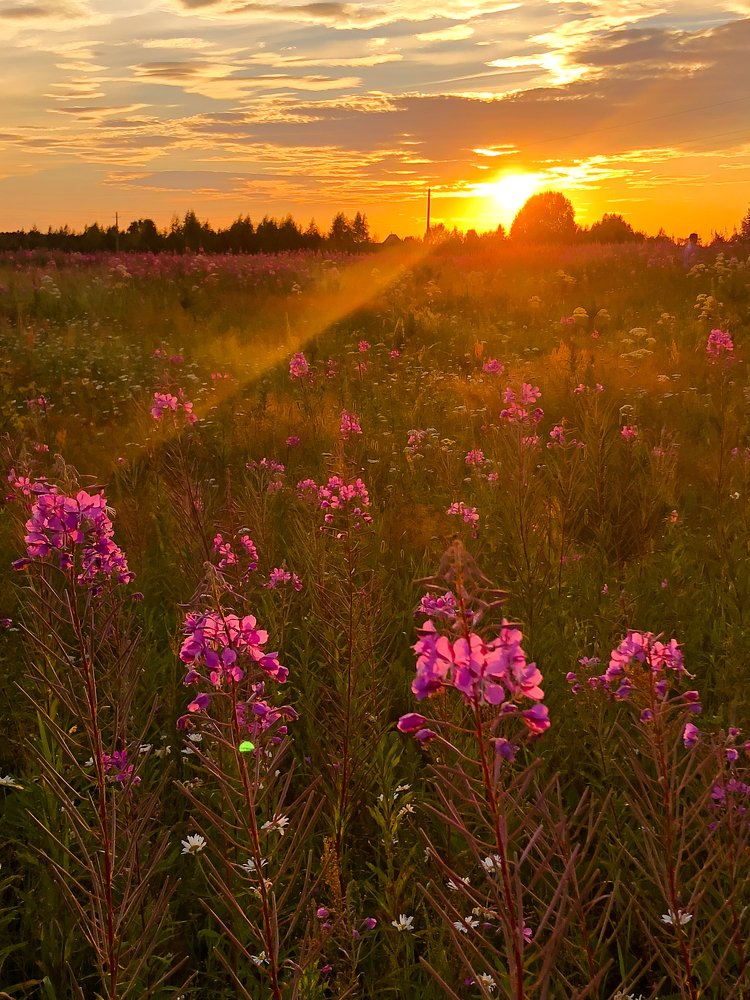 Закат над полем