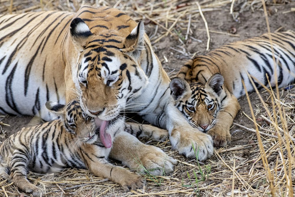 Mom and cubs